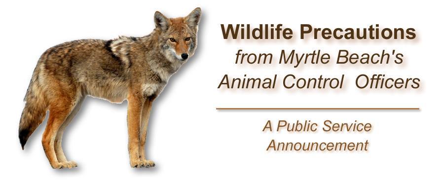 wildlife coyote